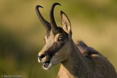 Gmse - Zum Vergroessern klicken!